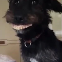 coan chó hàng xóm