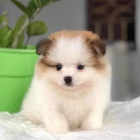 Tui là con tg đây