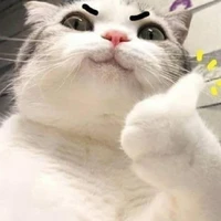 Mèo tác giả