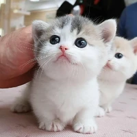 Nhân vật phụ tổng hợp