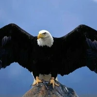 Tiểu Đại-thú n9