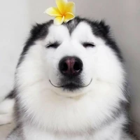 Miya