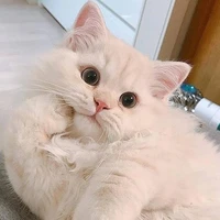 Mèo Jimin