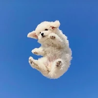 (Một Niềm Vui) 𝕋/𝔾