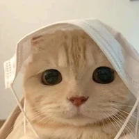 mèo thần kì!