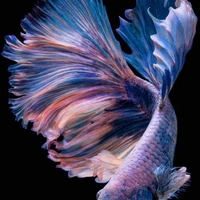 Mặc Thiên(hình dạng cá nhỏ).