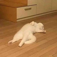 Tác giả  cute 
