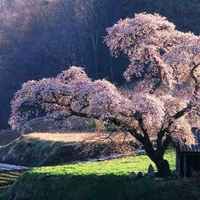 Cây cổ thụ