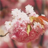 Lớp