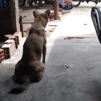 chú chó cô đơn- Tôm