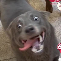 tác giả thíu múi