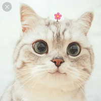 [Hệ thống]Tiểu Miu