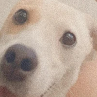 Cô tác giả ngoongok