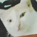mèo
