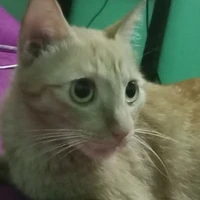 mèo