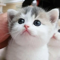 T/G trầm kủm