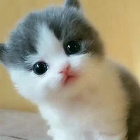tác giả