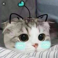 bạn gái anh mèo