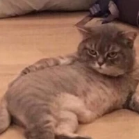 tác giả nhân hậu👑💅