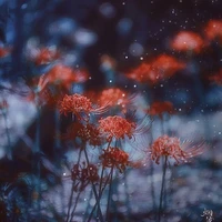 đa nv