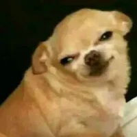 con tác giả xấu chó