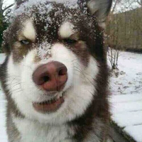 Husky