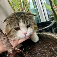 nàng au cute phô mai que