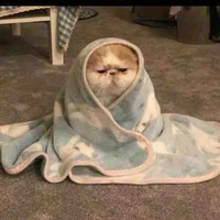 Tất cả mọi người 