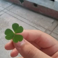 Tác giả siu siên năng