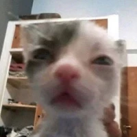 lis