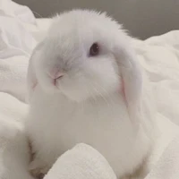 tác giả lười biếng