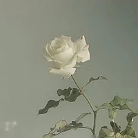 Nhân Vật Phụ