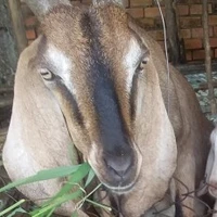 tao cũng không có người anh trai nào hết