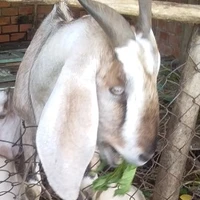 tao không có đứa em trai nào hết