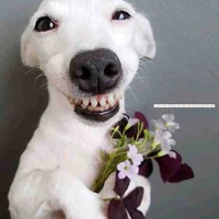 Đã thành zợ của PT