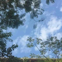 Tác giả