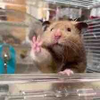 Coan tác giả đáng yêu