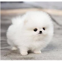 hệ thống/cookie 😋