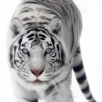 Chủ thần/công của bé cookie / Frederick