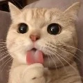 Tác giả cute :3