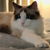 Luca