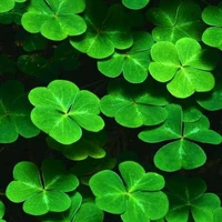 anh em Haitani/Tanoki,Waroha