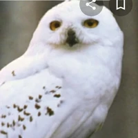 hedwing