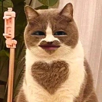mèo méo meo mèo meo