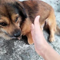 tác giả