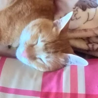 bé Cam péo:3