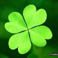 Con Tác giả thiếu muối nhất năm