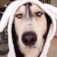 🐶chó tú 🐶