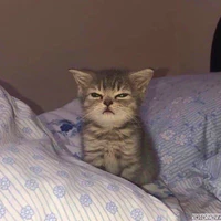 Tác giả cutes1tg