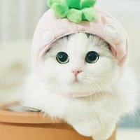 Tác giả cute